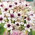 Allium Silver Spring 12/+ (x12x1)