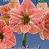 Amaryllis Terracotta Star 30/32 (x5x1)