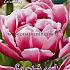 Tulips Columbus 12/+ (x12x7)