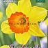 Narcissus Loveday 14/16 (x8x5)