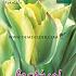 Tulips Formosa 12/+ (x12x7)