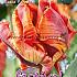 Tulips Rasta Parrot 12/+ (x12x7)