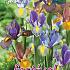 Iris Tiger Mixed 7/8 (x12x10)
