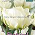 Tulips White Valley 12/+ (x12x7)