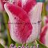 Tulips Mata Hari 12/+ (x12x7)