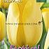Tulips Golden Parade 12/+ (x12x7)