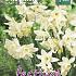 Narcissus Star Light Sensation Z12/14 (x12x5)