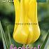Tulips La Perla 12/+ (x12x7)