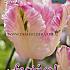 Tulips Cabanna 12/+ (x12x7)