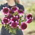 Dahlia Abigail (x 35)