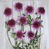 Dahlia Abigail (x 35)