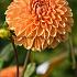 Dahlia Amber Crystal (x 35)