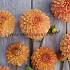 Dahlia Amber Crystal (x 35)
