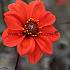 Dahlia Bishop Of Llandaff (x 35)