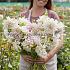 Dahlia Café au Lait (x 35)