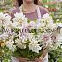 Dahlia Café au Lait (x 35)