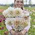 Dahlia Café au Lait (x 35)