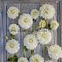 Dahlia White Perfection (x 35)