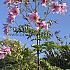 Dahlia Imperialis (x 35)