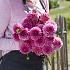 Dahlia Pink Sylvia (Sandra) (x 35)