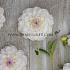 Dahlia Eveline (x 35)