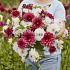 Dahlia Eveline (x 35)