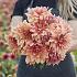 Dahlia Babylon Brons (x 35)