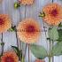Dahlia Bonanza (x 35)