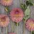 Dahlia Hillcrest Suffusion (x 35)