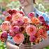 Dahlia Hillcrest Suffusion (x 35)