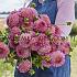 Dahlia Pink Suffusion (x 35)