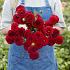 Dahlia Red Fox (x 35)