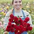 Dahlia Red Fox (x 35)