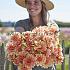 Dahlia Apricot Desire (x 35)