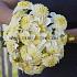 Dahlia Platinum Blonde (x 35)