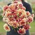Dahlia Miss Brandy (x 35)