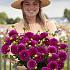 Dahlia Purple Fox (x 35)