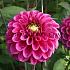 Dahlia Purple Fox (x 35)