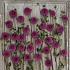 Dahlia Purple Fox (x 35)