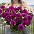 Dahlia Purple Fox (x 35)