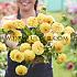 Dahlia Golden Scepter (x 35)