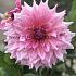 Dahlia Otto's Thrill (x 35)