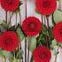 Dahlia Salsa (x 35)