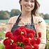 Dahlia Salsa (x 35)