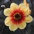 Dahlia Sunshine (x 35)