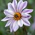 Dahlia Bishop Of Leicester (x 35)