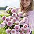 Dahlia Wizard Of Oz (x 35)