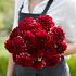 Dahlia Red Runner (x 35)
