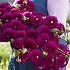 Dahlia Cryfield Harmony (x 35)