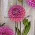 Dahlia Isabel (x 35)